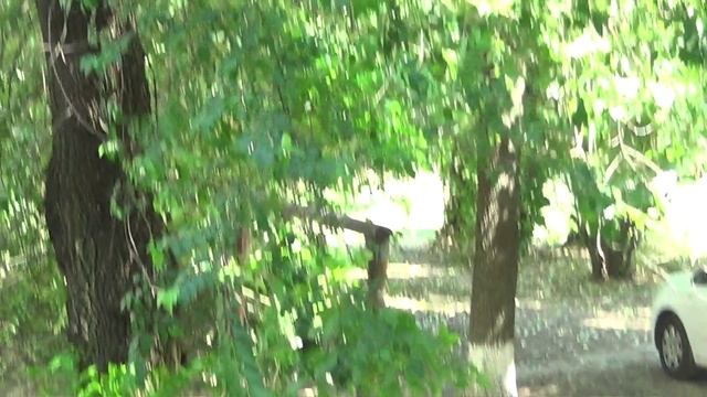 2 августа 2024 года = собаки