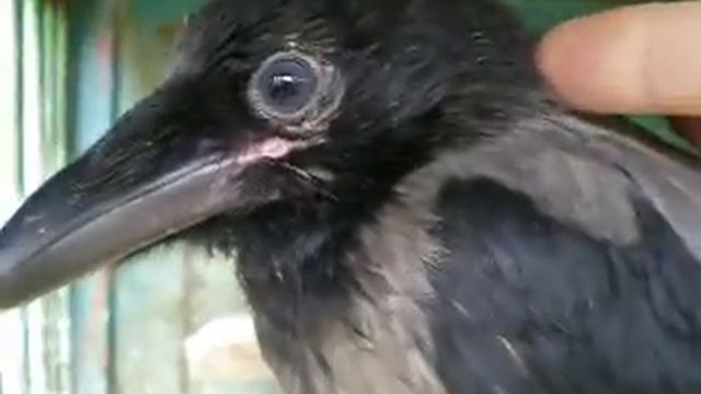 Ворона крякает смотреть онлайн