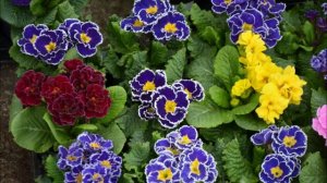 Уличные цветы для сада