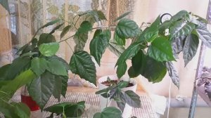 ГИБИСКУС (КИТАЙСКАЯ РОЗА)! Как ухаживать, чтобы цвела?