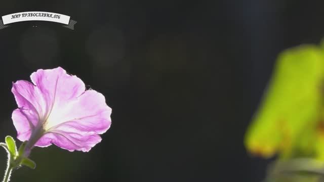 ЭТУ Молитву СЕРАФИМ САРОВСКИЙ Советовал Читать при Унынии и в моменты Отчаяния смотреть онлайн