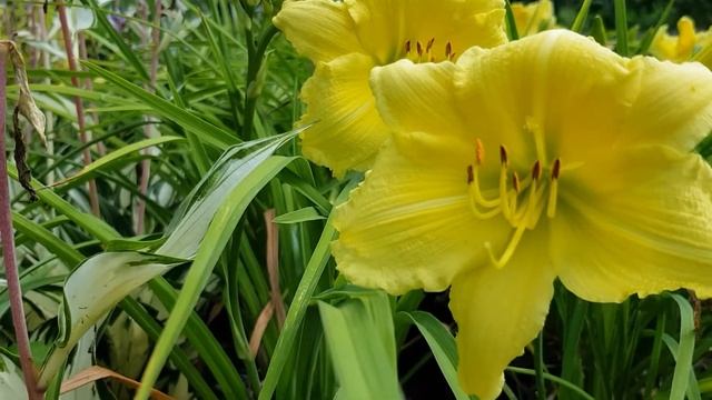 Hemerocallis 'Big Time Happy' смотреть онлайн
