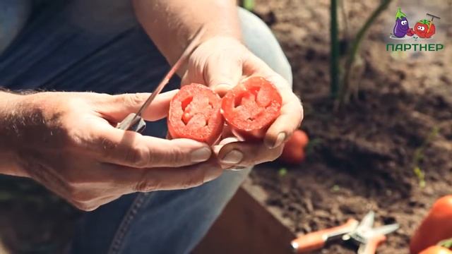 ДЕТЕРМИНАНТНЫЙ ТОМАТ АГАФЬЯ F1 смотреть онлайн