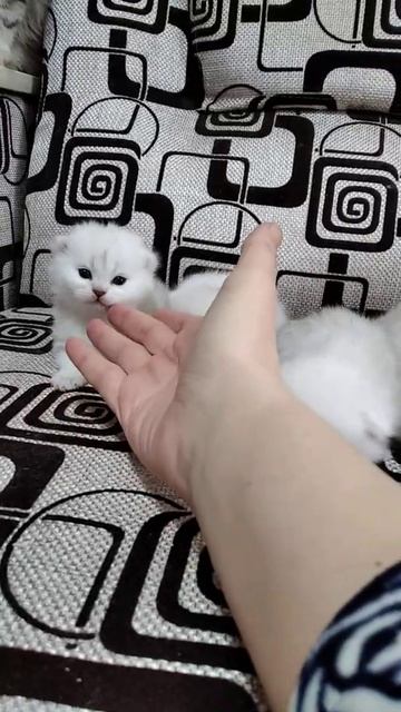 Котята Серебристая шиншилла