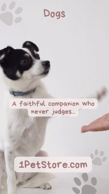 😍Dog knowledge - The faithful puppy… смотреть онлайн