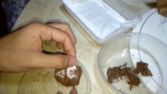 Pulling my Grammostola Pulchripes EggSack #F.E.Ex смотреть онлайн