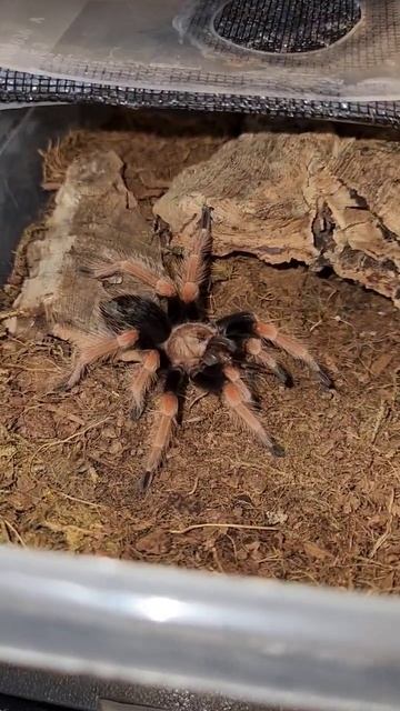 Brachypelma boehmei Juvenile feeding -cricket смотреть онлайн