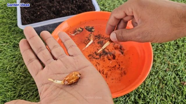 How to grow almonds from seeds, How to grow almond tree at home смотреть онлайн