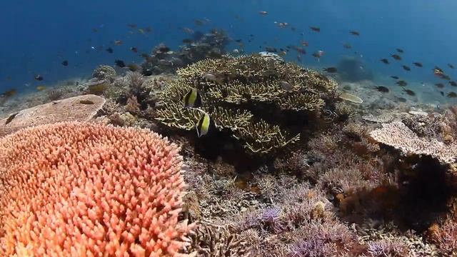Diving Komodo by Kriss Sieniawski смотреть онлайн