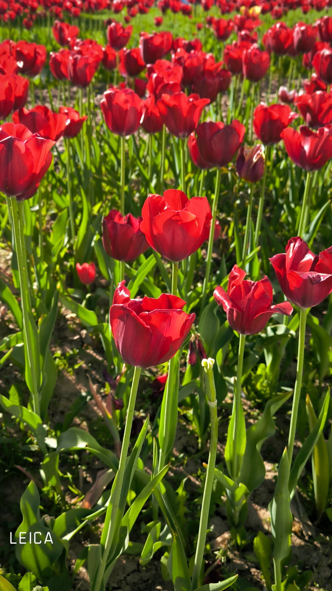 Поздравляю с 8 марта!!! смотреть онлайн