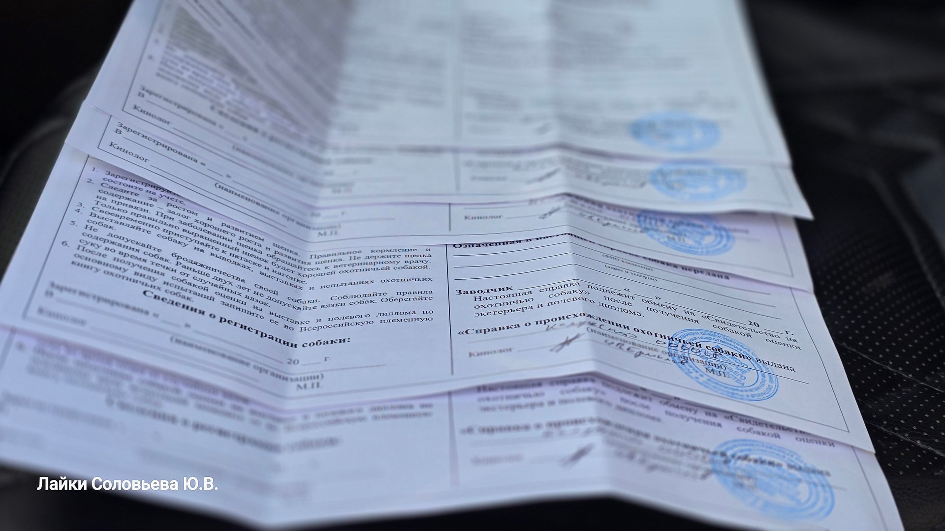 Пришли документы на щенков