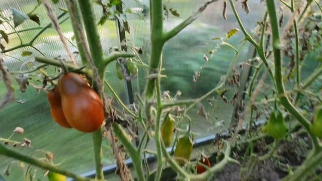 Наши томаты 2023 смотреть онлайн