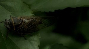 Звук цикад и кузнечиков ночью