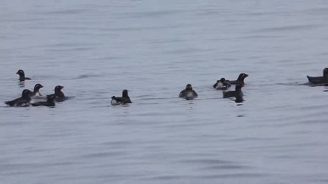 Parakeet Auklet, FullHD JH1RNZ смотреть онлайн