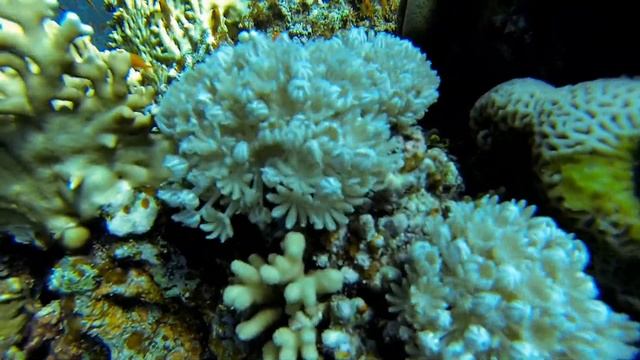 vidéo de plongée à safaga egypte mars 2014 mer rouge. смотреть онлайн
