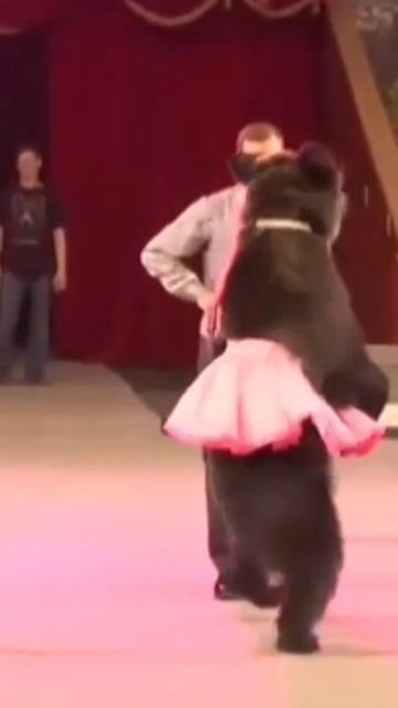 the bear is dancing!#bear #dance #цирк #акробатика #дрессировка #медведь #trainer #jump #trick смотреть онлайн