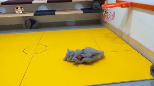 33 КОТЁНКА - БРИТАНСКИЕ КОТЯТА КОТИКИ ИГРАЮТ В БАСКЕТБОЛ! 33 Kotenka