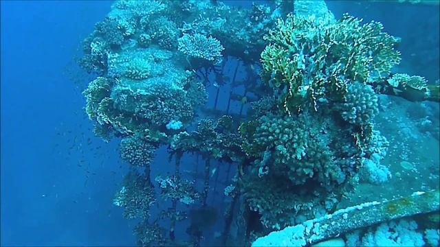 Diving Safaga смотреть онлайн
