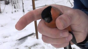 "ловля и содержание певчих птиц дома"  вторая серия