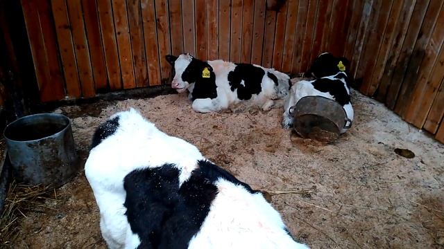 Русский фермер (часть 13) смотреть онлайн