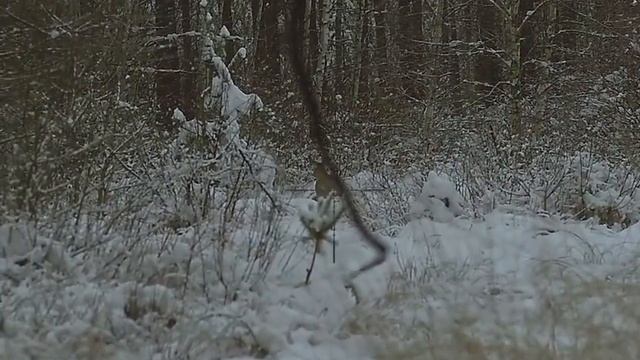 охота на косулю загоном смотреть онлайн