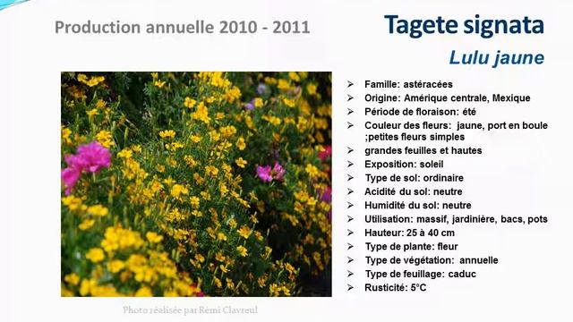 Tagate Signata Lulu Jaune: Plante Annuelle
