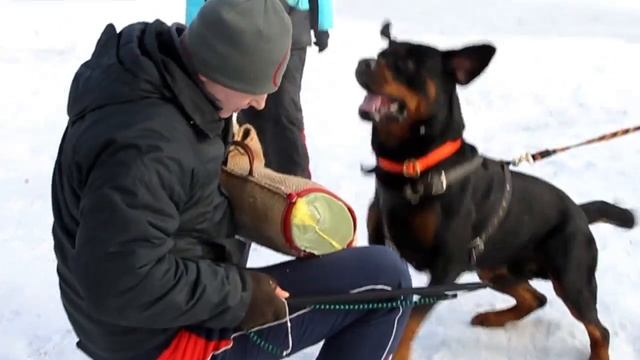 Занятия Dogcity смотреть онлайн