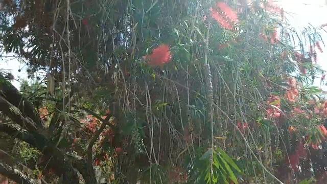 Gorgeous Bottle Washer Tree in Sun City C. FL смотреть онлайн