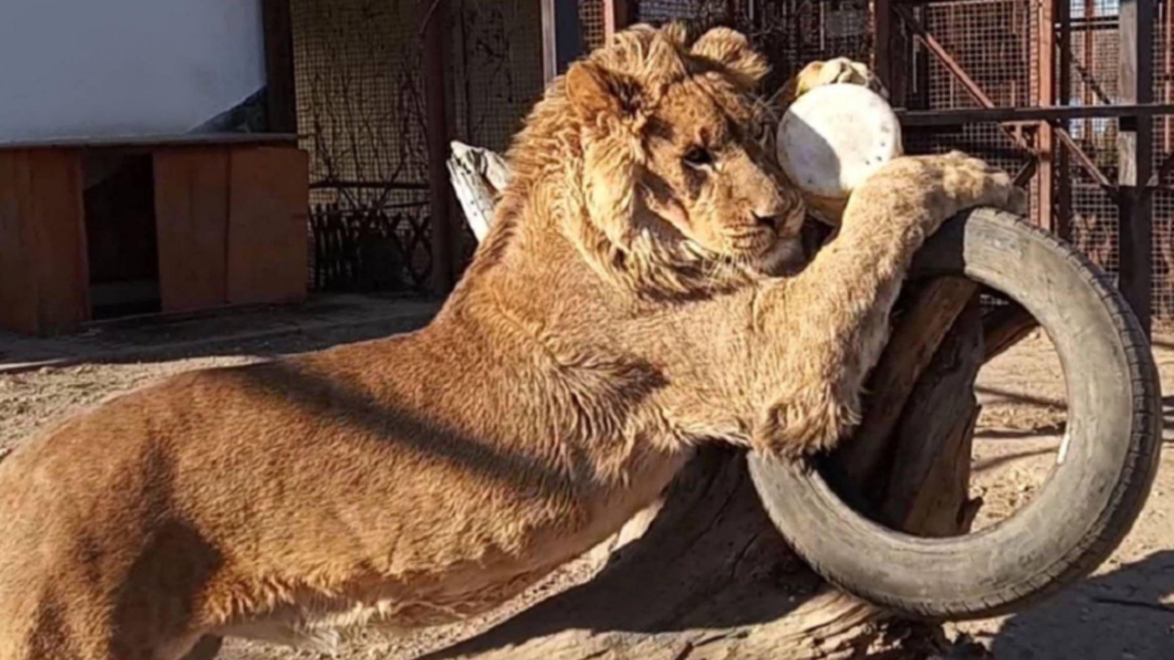 ШЕРХАН - лев мечты. Самый забавный лев. Милые дамы, с праздником женского очарования! (2 выпуск) смотреть онлайн