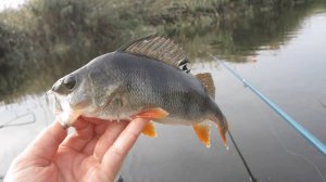 РЫБАЛКА НА ПОПЛАВОЧНУЮ УДОЧКУ. ЛОВЛЯ ГУСТЕРЫ, ОКУНЯ, ПЛОТВЫ, КРАСНОПЁРКИ. Рыбалка 2025