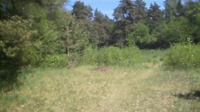 Хвойный лес смотреть онлайн