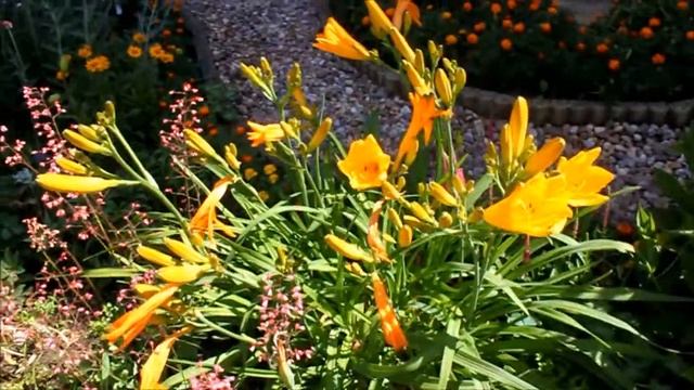 les hémérocalles : une vivace indispensable au jardin смотреть онлайн