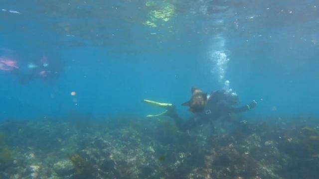 Diving with marine iguanas @ the Galapagos смотреть онлайн