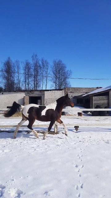 Добрая крупная кобыла с классным прыжком в продаже. 170в/х, 6 лет. Беларусь, Минск. смотреть онлайн