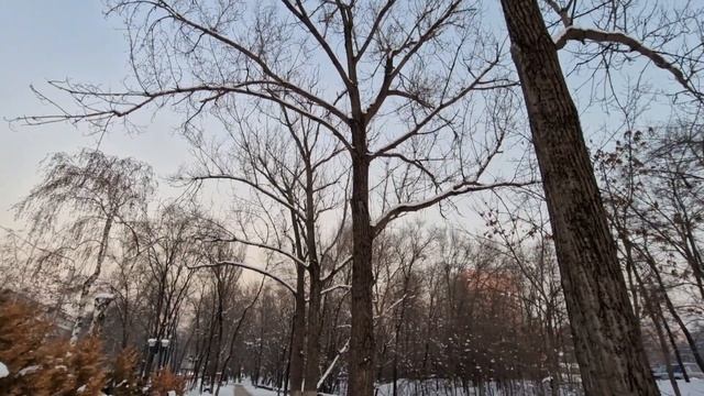 Величественные деревья Алматы. Дерево жизни. Дерево рода - 1 Minute Story NS смотреть онлайн