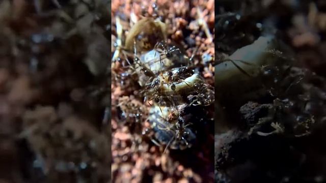 Pheidole noda 🔥 смотреть онлайн