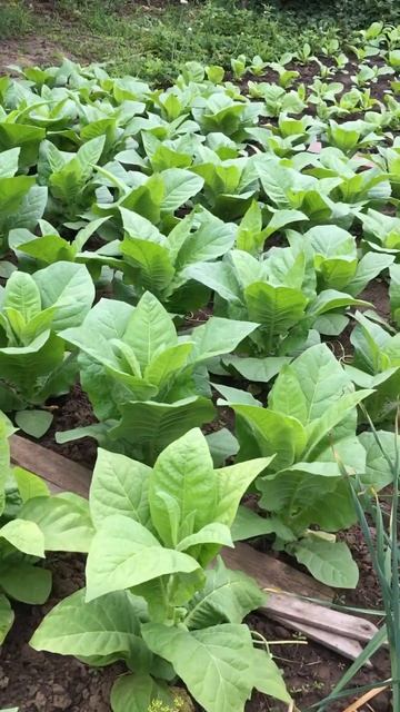 Табачёк потихоньку растёт 30.07.23