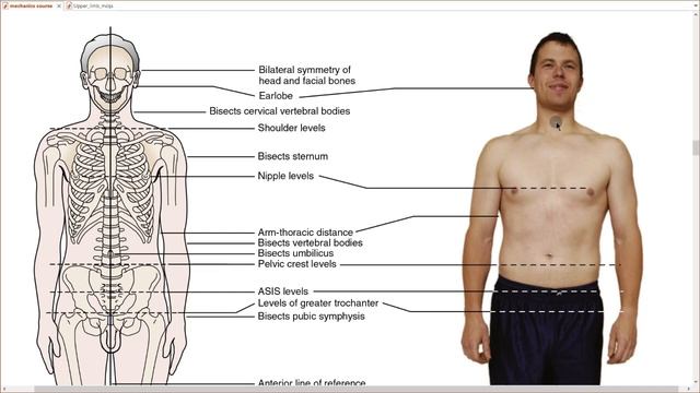 Biomechanics - KFS - Posture смотреть онлайн