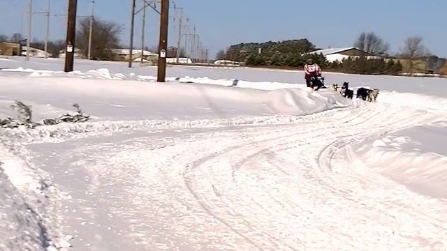 2014 Langlade County Culver's Trailblazer Challenge 10 Dog Pro смотреть онлайн
