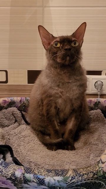 Цезарёнок Домовёнок. Москва.