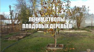 Лечим стволы плодовых деревьев.