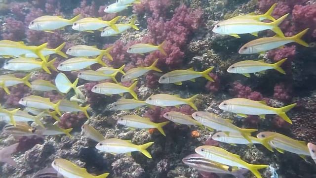 Diving Julian Rocks - Byron Bay смотреть онлайн