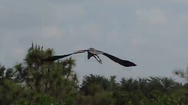 Great Blue Heron Bird Flying - Palm Beach County Wetlands Area - Canon S5 IS смотреть онлайн