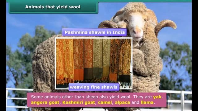 Fibre to fabric Wool teachingxpress english 3 смотреть онлайн