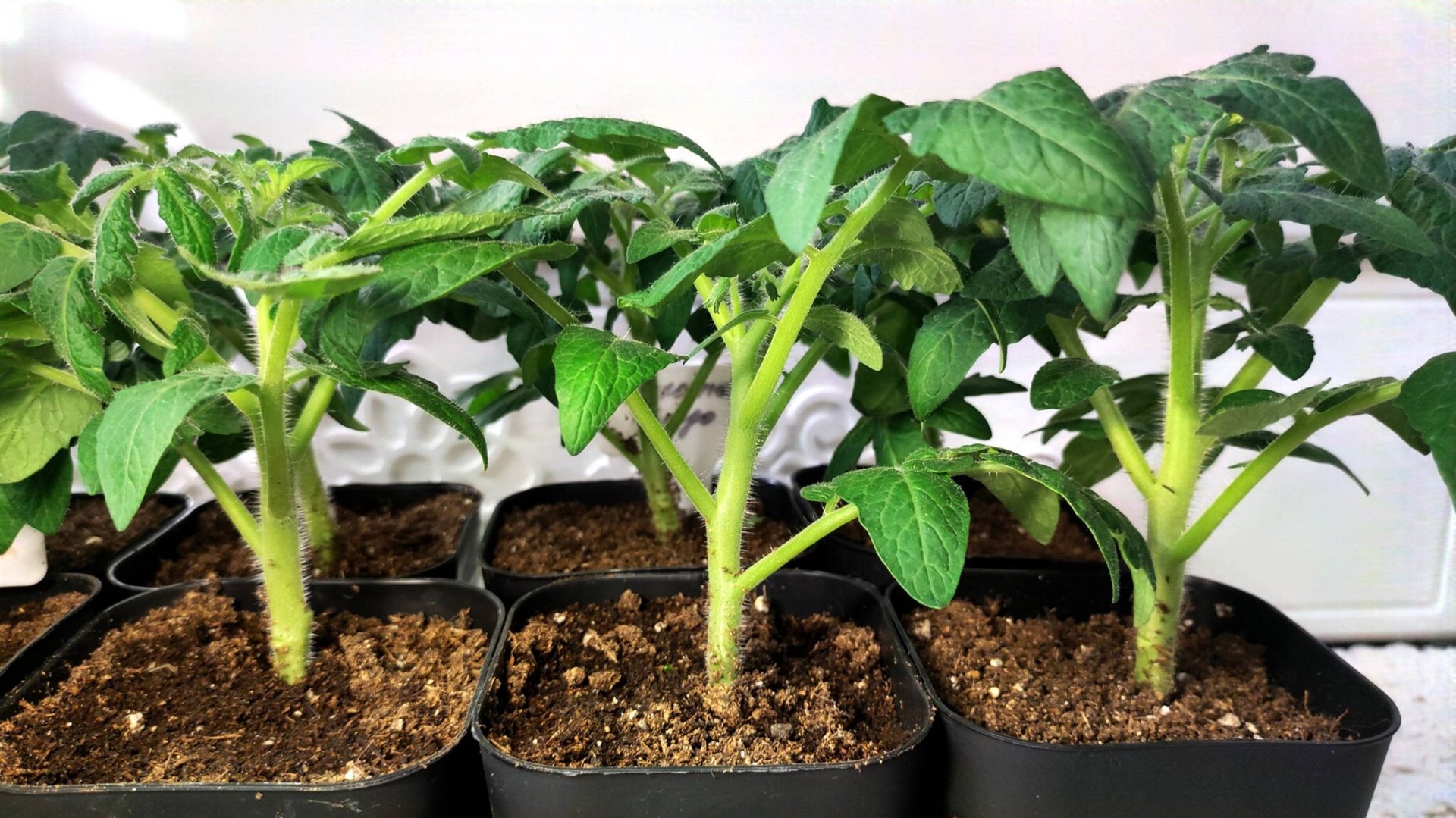 ЖАЛЕЮ, что РАНЬШЕ ТАК НЕ САЖАЛА СЕМЕНА ТОМАТОВ, РАССАДА ТЕПЕРЬ НИЗКАЯ, КОРЕНАСТАЯ ТОЛСТЫМ КРЕПЫШОМ смотреть онлайн