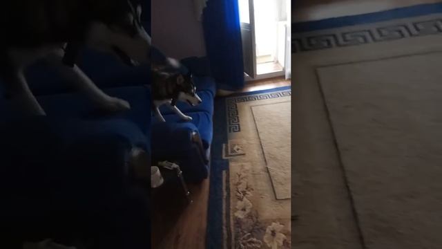 Хаски после прогулки под дождем смотреть онлайн