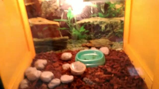 Выставка животных Ярцево 26.05.2017 часть 3 смотреть онлайн