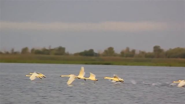 Аққулар әні смотреть онлайн