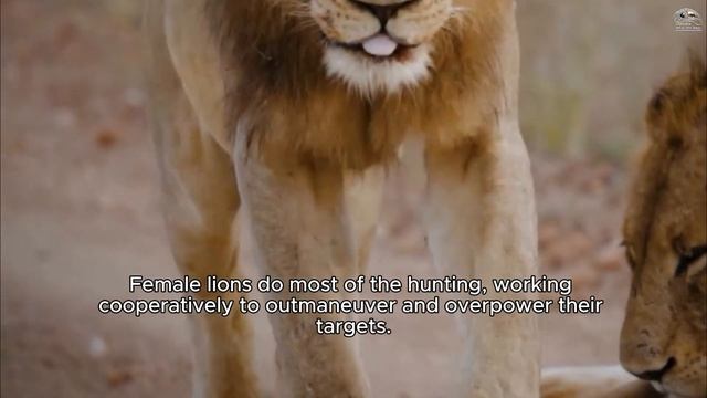 The East African Lion A Closer Look at Africa's Legendary Hunter | East African Lion .... смотреть онлайн