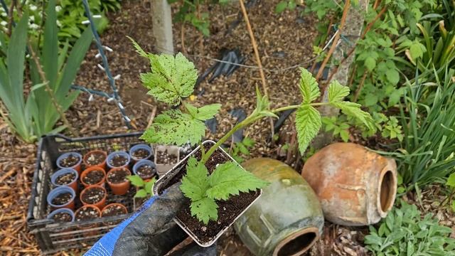 Размножаване на МАЛИНИ смотреть онлайн